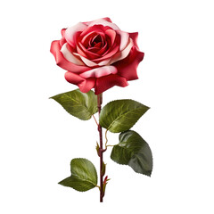 Fototapeta premium Cherry Parfait rose with leaves on the stem isolated on transparent background 