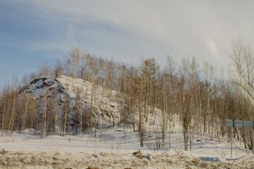 Birch forest in early spring. Early spring. the first warm days