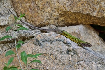 Östliche Smaragdeidechse (Lacerta viridis) Weibchen