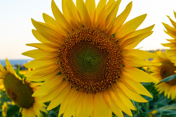 sunflower of the sky