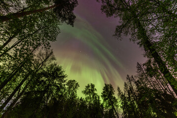 Aurora Borealis northen lights over the trees in Latvia at May.