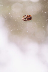 wedding rings on a glossy surface