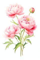A beautiful watercolor painting of pink peonies.