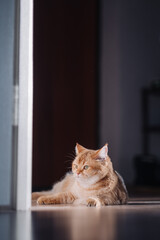 A golden British cat is lying on the floor