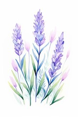A watercolor painting of lavender flowers. The flowers are purple, pink, and white, with green stems and leaves. .