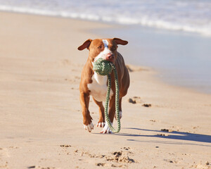 Ocean, fun and dog running with ball for exercise, healthy energy or excited animal playing in...
