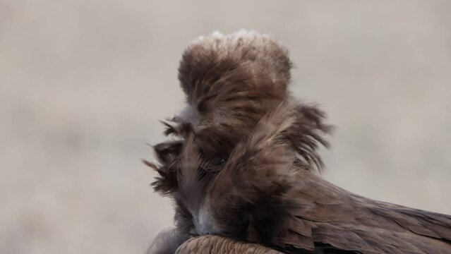 Cinereous vulture or Eurasian black vulture (Aegypius monachus) is a large raptor in the family Accipitridae and distributed through much of temperate Eurasia. 