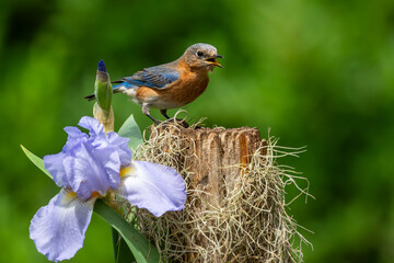 Bluebird perched on tree stump with pink iris