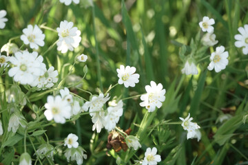 Flowers of Greater Stitchwort (Stellaria holostea)