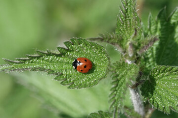 7-spot Ladybird (Coccinella septempunctata)
