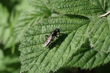 Xylota segnis, a species of hoverfly, resting on a leaf