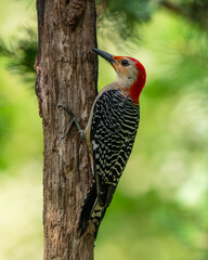 Red-bellied Woodpecker Perched on a tree
