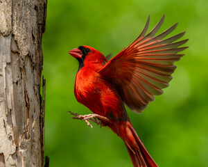 Male Northern Cardinal