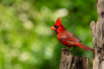 Male Northern Cardinal