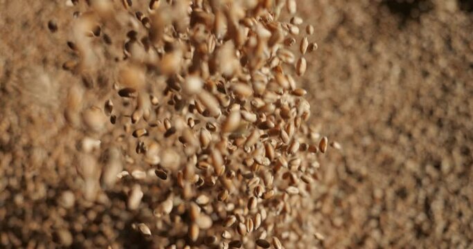 Grains of wheat fall from the hands. Review of grain quality. Cereal harvest. Grain storage in the elevator. Raw materials for bakery products.