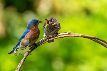 Bluebird Parent Feeding Fledgling