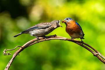 Bluebird Parent Feeding Fledgling