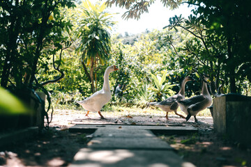 A group of goose or geese walking with wild and free in a garden, concept of domestic animals cage...