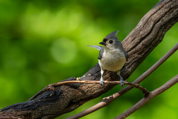 Tufted Titmouse Perched