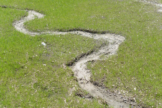 rill or gully cuts a meandering path on a new lawn