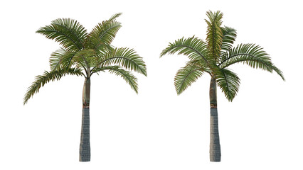 palm tree isolated on white background © Tanon