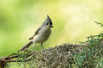 Tufted Titmouse Perched