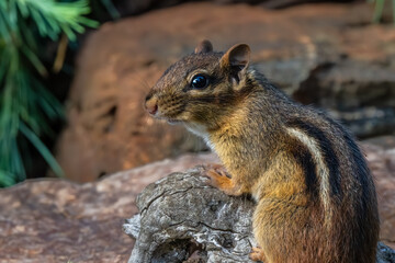 Chipmunk
