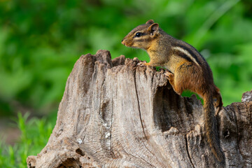 Chipmunk