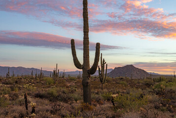 Arizona Desert Sunrise Landscape With Saguaro Cactus in The Foreground