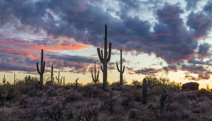 Wide Ratio Desert Sunset Landscape With Cactus On A Ridge Line In AZ