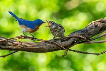Bluebird Parent Feeding Fledgling