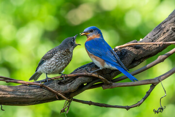 Bluebird Parent Feeding Fledgling
