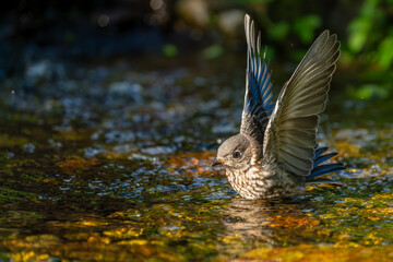 Bluebird Fledgling bathing