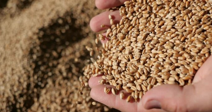 Grains of wheat fall from the hands. Review of grain quality. Cereal harvest. Grain storage in the elevator. Raw materials for bakery products.