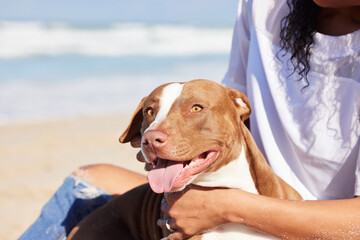 Happy, nature and dog with woman on beach for exercise, training and adventure outdoors. Pet owner,...
