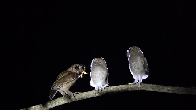 owl mother feeds the children on a tree&rsquo;s branch with lizards and insects.