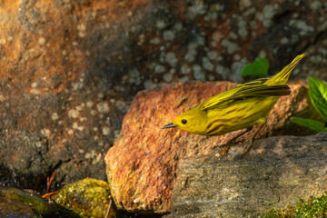 Yellow Warbler Perched