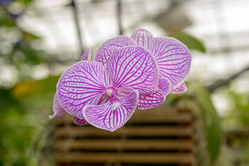 pink orchid flower hanging from a wooden slat basket at the local conservatory