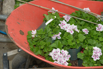 painted orange metal wheelbarrow with potted Regal geraniums waiting to be planted in a local urban...