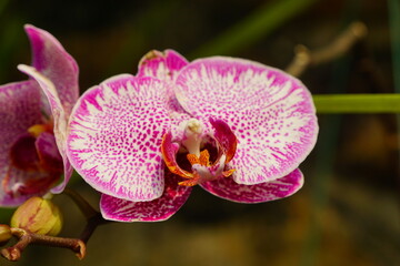 Close-up of blooming orchids