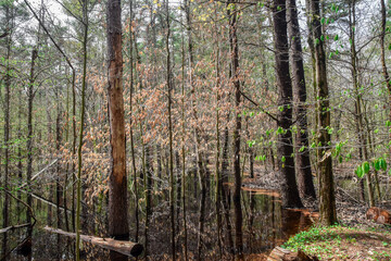 Fototapeta premium spring time in a swamp in massachusetts