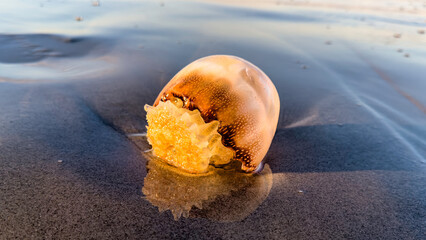 Cannonball Jellyfish on the east coast © Larry Gibson