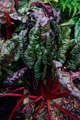 Chard is a subspecies of beetroot, leafy green vegetable often used in Mediterranean cooking.  Close up of chard leaves growing in the field