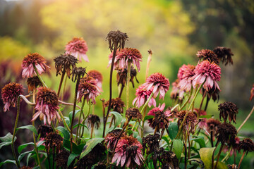 Dry brown and purple leaves and stems of garden flowers in close-up. Garden flowers during drought,...