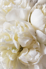Close-Up of a White Peony flowers blooming. Detail macro shot of delicate texture of white peony petals and gentle tone of cream pastel color. Serene and elegant floral concept. Soft focus.