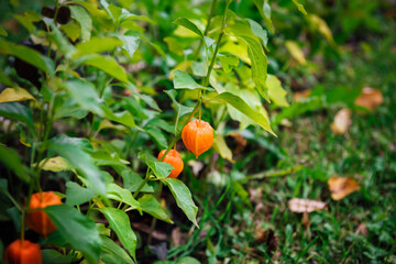 Red physalis alkekengi close-up. Exotic fruit on branch. Chinese lantern, Japanese lantern, winter cherry. Authentic farm product and Medical plant for treatment of diseases. Natural background