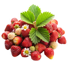Wild forest strawberries isolated on white transparent background