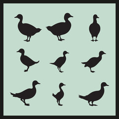 Fototapeta premium Dabchick black silhouette set vector