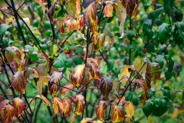 Bright yellow-brown and green leaves on a tree in the park, autumn foliage in the garden on fruit trees in close-up, background image with selective focus