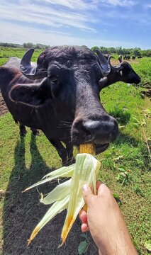 B&uacute;falo dom&eacute;stico es alimentado con choclo o ma&iacute;z
